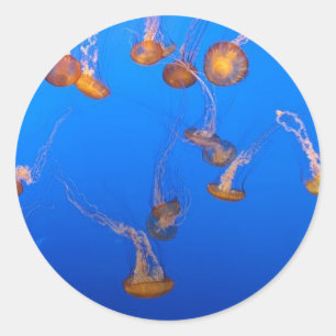 Orange Jellyfish Runder Aufkleber