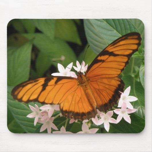 Orange Julia Butterfly Mousepad (Vorne)