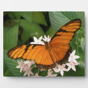 Orange Julia Butterfly Plaque Fotoplatte