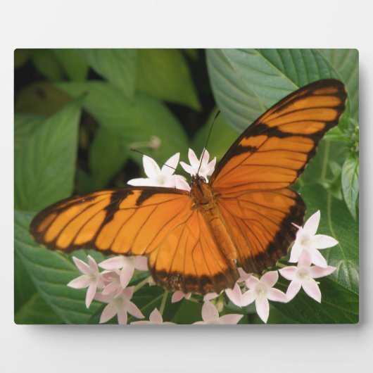 Orange Julia Butterfly Plaque Fotoplatte (Vorderseite)