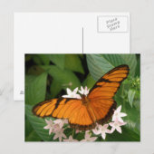 Orange Julia Butterfly Postcard Postkarte (Vorne/Hinten)