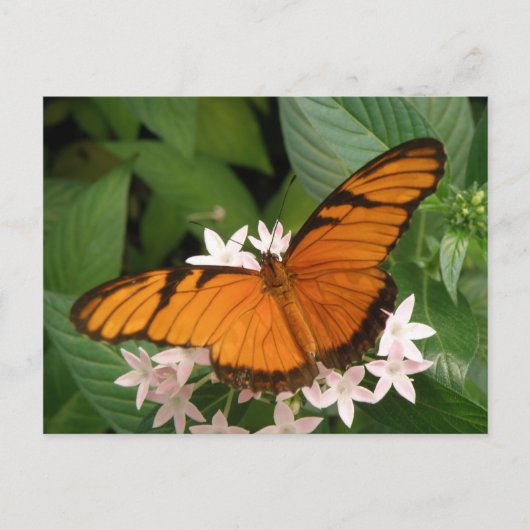 Orange Julia Butterfly Postcard Postkarte (Vorderseite)
