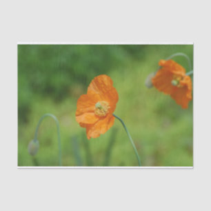 Orange Kalifornien-Mohnblume Seidenpapier