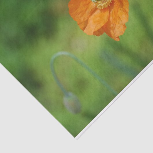 Orange Kalifornien-Mohnblume Seidenpapier (Ausschnitt)