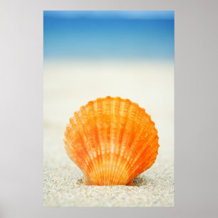 Orange Kamm-Muschel-Muschel-stehende Senkrechte im Poster