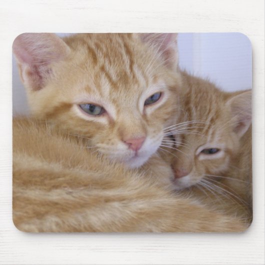 Orange Kätzchen Mousepad (Vorne)