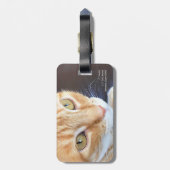 Orange Katzennahaufnahme Gepäckanhänger (Rückseite vertikal)