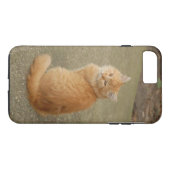 Orange Kitten Foto Case-Mate iPhone Hülle (Rückseite (Horizontal))