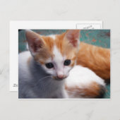 Orange Kitten Fotograf Postkarte (Vorne/Hinten)