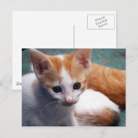 Orange Kitten Fotograf Postkarte (Vorne/Hinten)