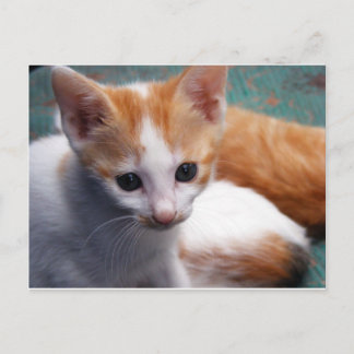 Orange Kitten Fotograf Postkarte