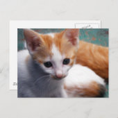Orange Kitten Fotograf Postkarte (Vorne/Hinten)