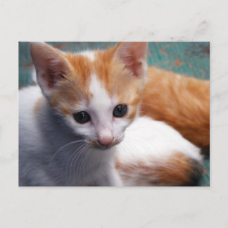 Orange Kitten Fotograf Postkarte