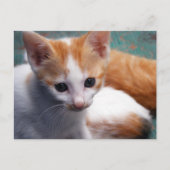 Orange Kitten Fotograf Postkarte (Vorderseite)