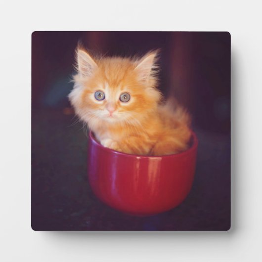 Orange Kitten in roter Tasse Fotoplatte (Vorderseite)