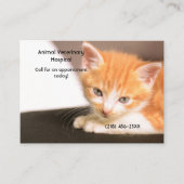 Orange Kitten Pet Care Termin Visitenkarte (Vorderseite)