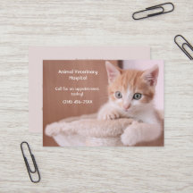 Orange Kitten Pet Care Termin