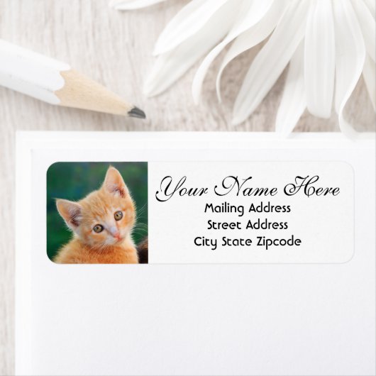 Orange Kitten Rücksendeadresse (Insitu)