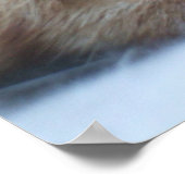 Orange Kitty Poster (Ecke)