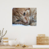 Orange Kitty Poster (Küche)