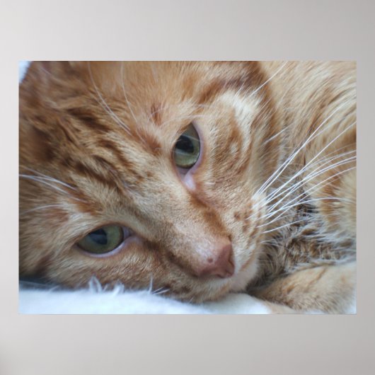 Orange Kitty Poster (Vorne)