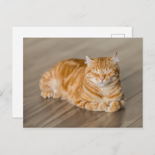 Orange Kitty Postkarte (Vorne/Hinten)