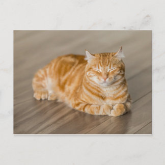 Orange Kitty Postkarte