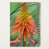 Orange Kniphofia Bloom Floral Notizblock (Rückseite)