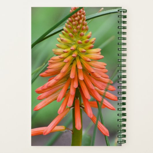 Orange Kniphofia Bloom Floral Notizblock (Rückseite)