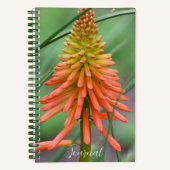 Orange Kniphofia Bloom Floral Notizblock (Vorderseite)