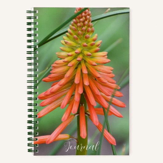 Orange Kniphofia Bloom Floral Notizblock (Vorderseite)