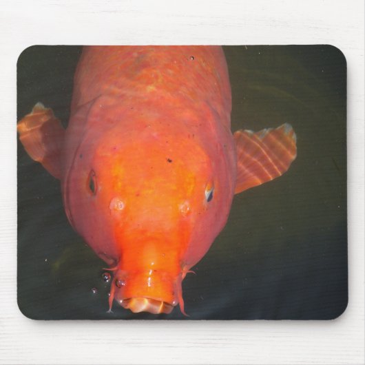 Orange Koi Fisch Postcard Mousepad (Vorne)