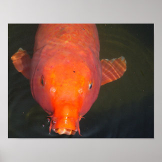 Orange Koi Poster