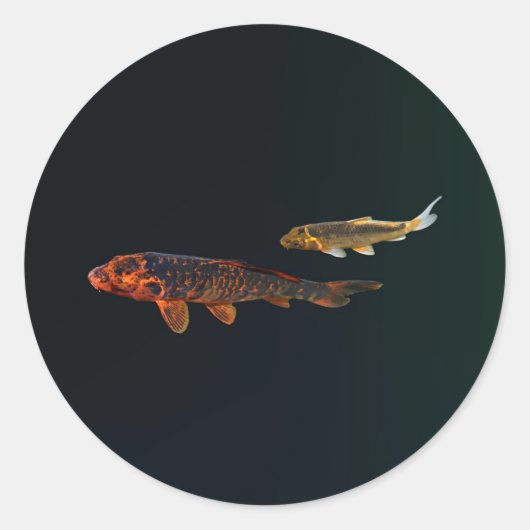 Orange Koi und Gold Koi Runder Aufkleber (Vorderseite)