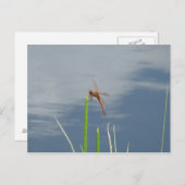 orange Libelle auf dem Grashalm Postkarte (Vorne/Hinten)