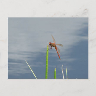 orange Libelle Postkarte