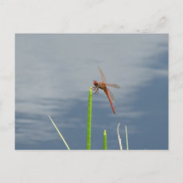 orange Libelle Postkarte