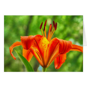 Orange Lilien-Blume