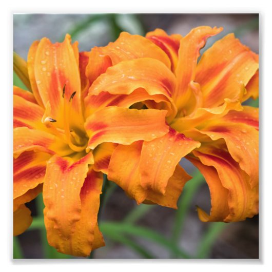 Orange Lilies Fotodruck (Vorne)