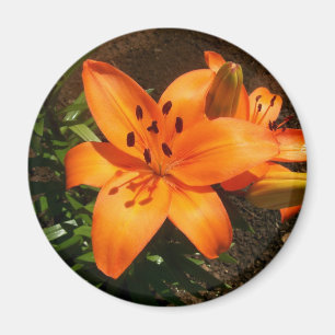 Orange Lilies Magnet