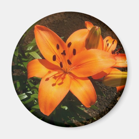 Orange Lilies Magnet (Vorne)