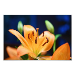 Orange Lilly Blume Blosso Fotodruck