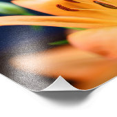Orange Lilly Blume Blosso Fotodruck (Ecke)