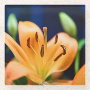 Orange Lilly Blume Blosso Glasuntersetzer