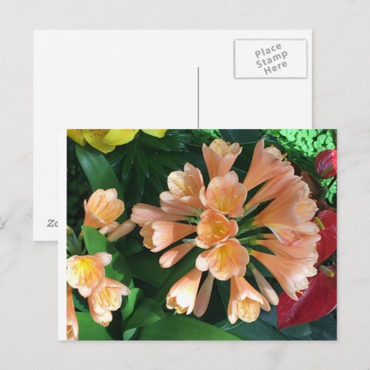 Orange Lilly Postkarte (Vorne/Hinten)