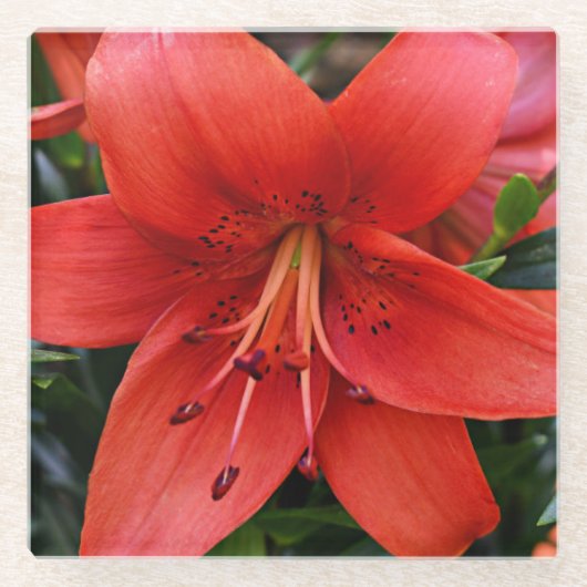 Orange Lily Bloom Floral Glasuntersetzer (Vorderseite)