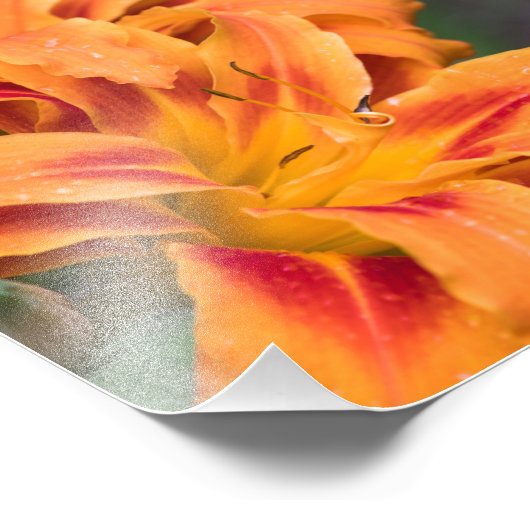 Orange Lily Blume Fotodruck (Ecke)
