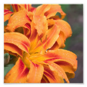 Orange Lily Blume Fotodruck (Vorne)