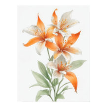 Orange Lily Blume