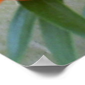 Orange Lily Blume Poster (Ecke)